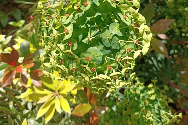 2. Euphorbia characias (2)